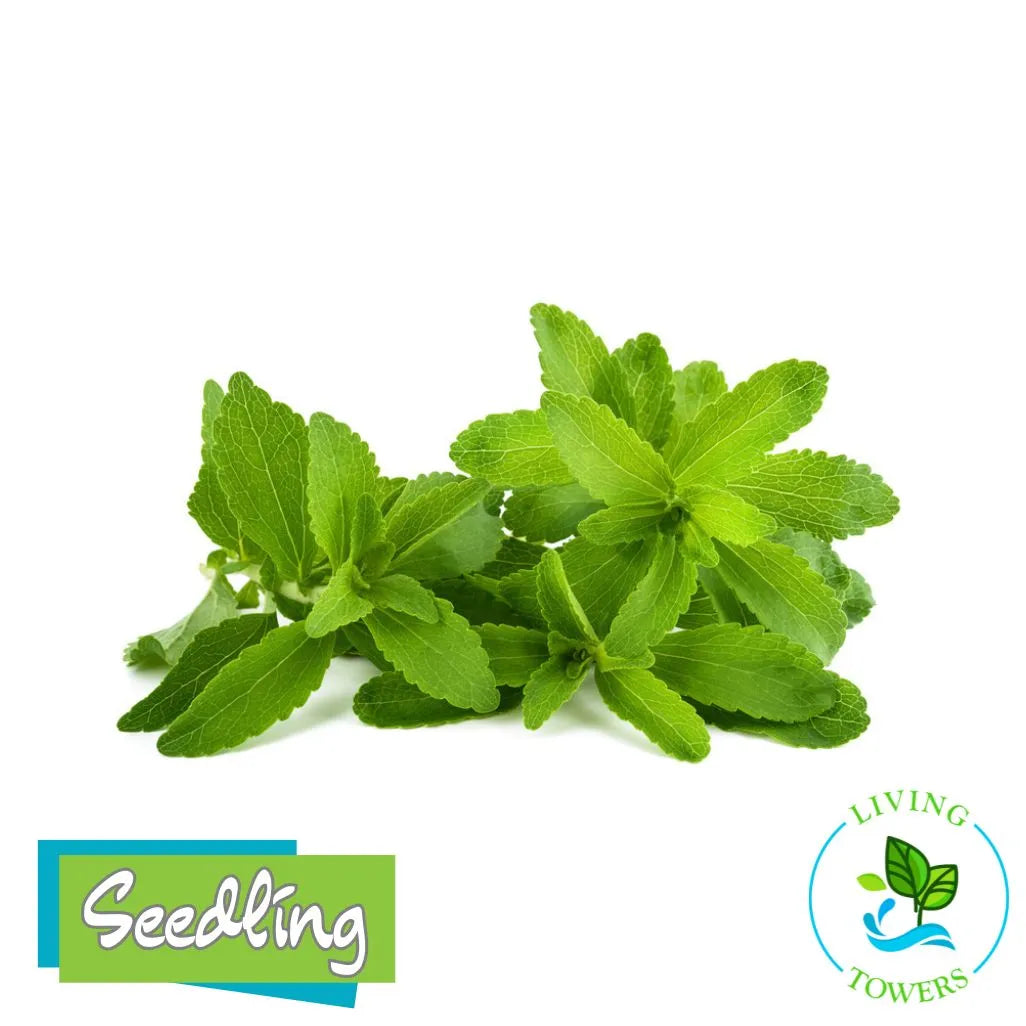 Herbs - Stevia