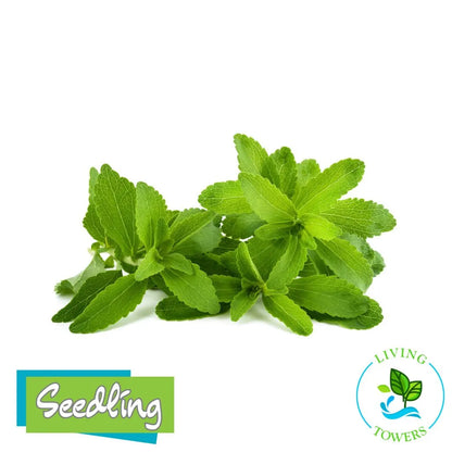 Herbs - Stevia