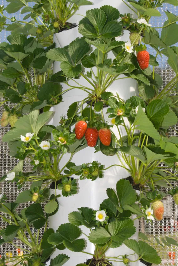 Strawberries Growing in Tower Garden
