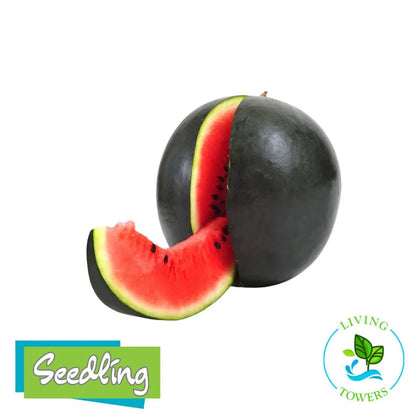 Sugar baby watermelon with a slice on a white background, featuring 'Seedling' and 'Towers' logos.