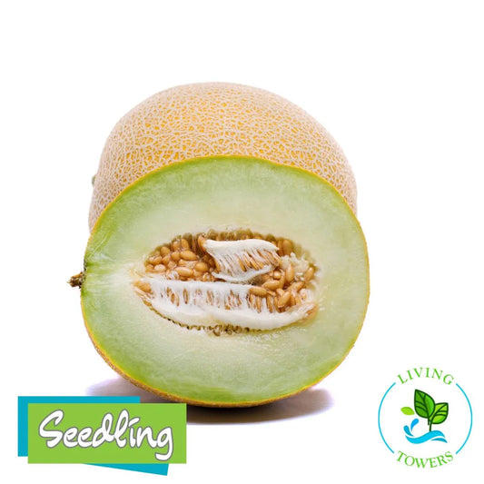 Fruit - Cantaloupe, Sugar Cube