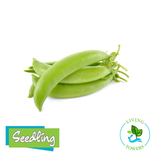Vegetables - Peas, Sugar Snap