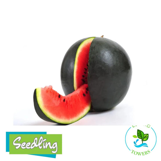 Sugar baby watermelon with a slice on a white background, featuring 'Seedling' and 'Towers' logos.