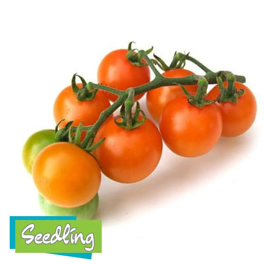 Bunch of sun gold cherry tomatoes on a white background with 'Seedling' logo.