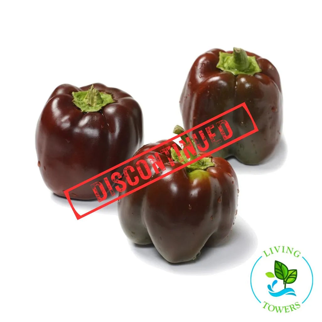 Sweet Chocolate Bell Pepper Tower Garden Seedling | Living Towers Florida Keys