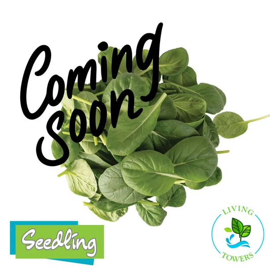 Greens - Tatsoi, Mustard