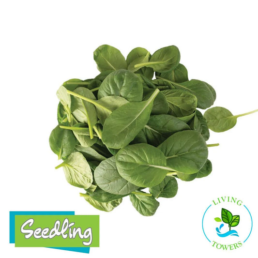 Greens - Tatsoi, Mustard