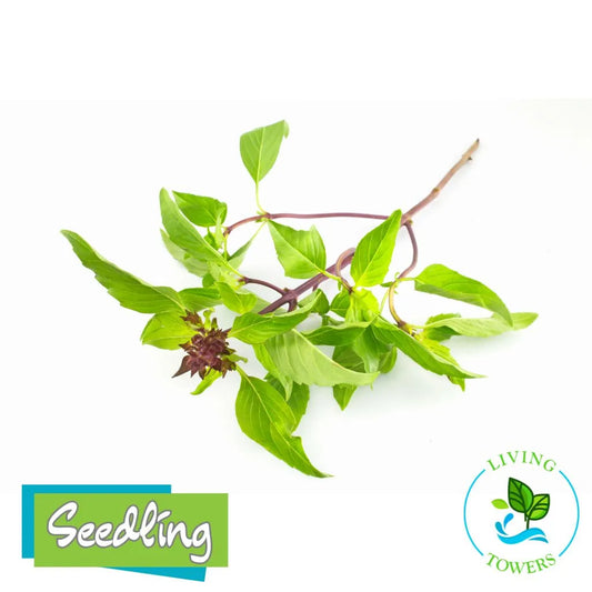 Herbs - Basil, Sweet Thai