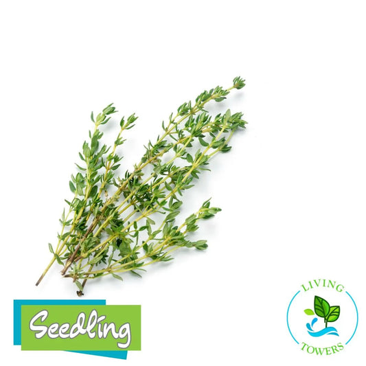 Herbs - Thyme German Winter