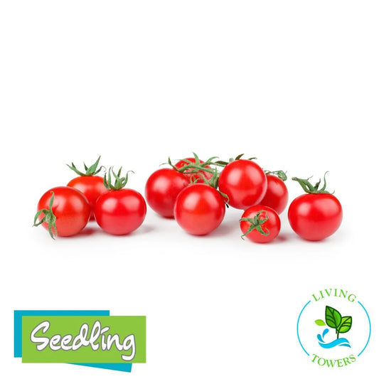 Red Tidy Treat tomatoes with green stems on a white background, featuring 'Seedling' and 'Living Towers' logos.
