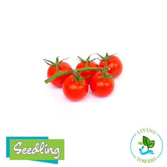 Red Tiny Tim tomatoes on a branch with 'Seedling' and 'Living Towers' logos on a white background