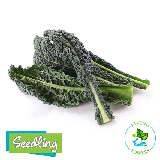 Greens - Kale, Toscano
