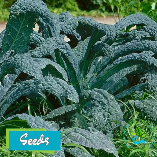 Greens - Kale, Toscano Seeds
