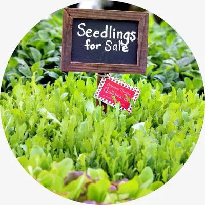 Tower Garden Seedlings