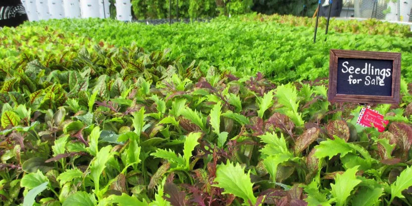 Tower Garden Seedlings for Sale