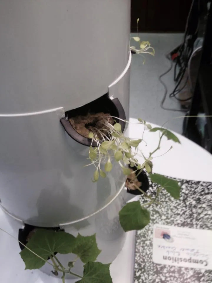 Tower Garden plants showing pale leaves from insufficient sunlight