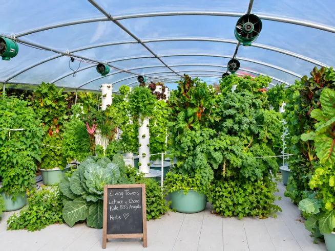 Hydroponic and aeroponic plants growing at the Living Towers Florida Keys farm