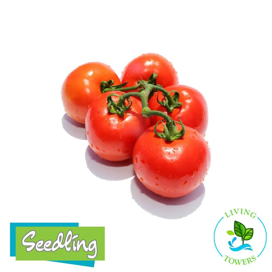 Red cherry tomatoes on a branch with 'Seedling' and 'Living Towers' logos.