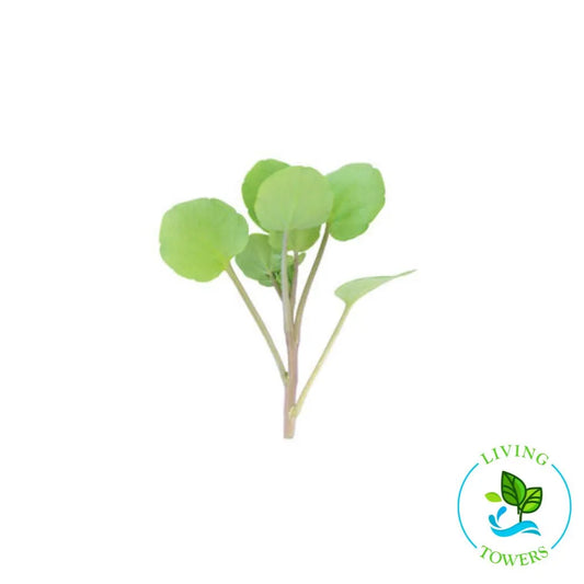 Watercress Tower Garden Seedling | Living Towers Florida Keys