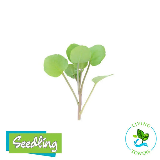 Greens - Watercress