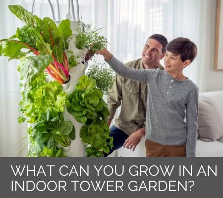 What Can you Grown in an Indoor Tower Garden?