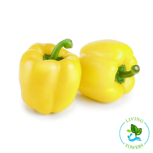 Yellow Bell Pepper Tower Garden Seedling | Living Towers Florida Keys