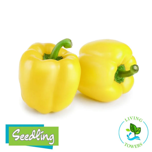 Vegetables - Pepper, Bell Yellow