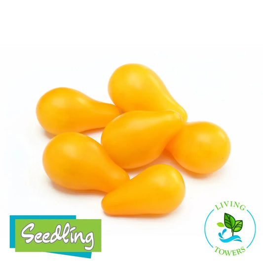Yellow pear tomatoes with 'Seedling' and 'Living Towers' logos on a white background