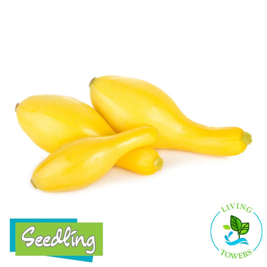 Yellow squash with 'Seedling' and 'Living Towers' logos on a white background