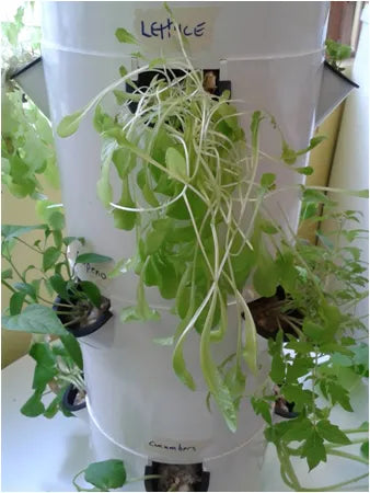 Tower Garden showing reduced plant growth and production from insufficient sunlight