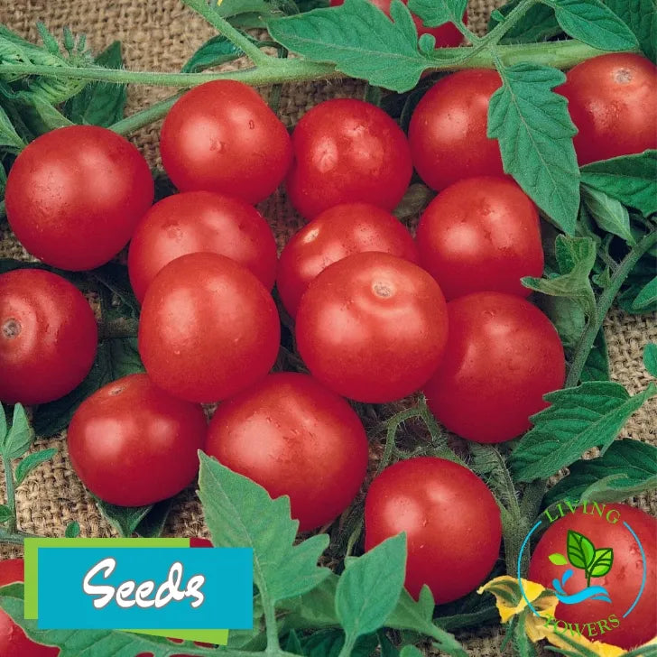 Vegetables - Tomato, Tiny Tim Seeds