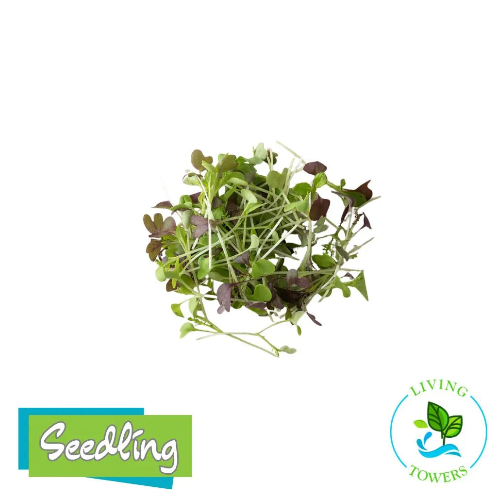 MicroGreens - Spicy Micro Mix