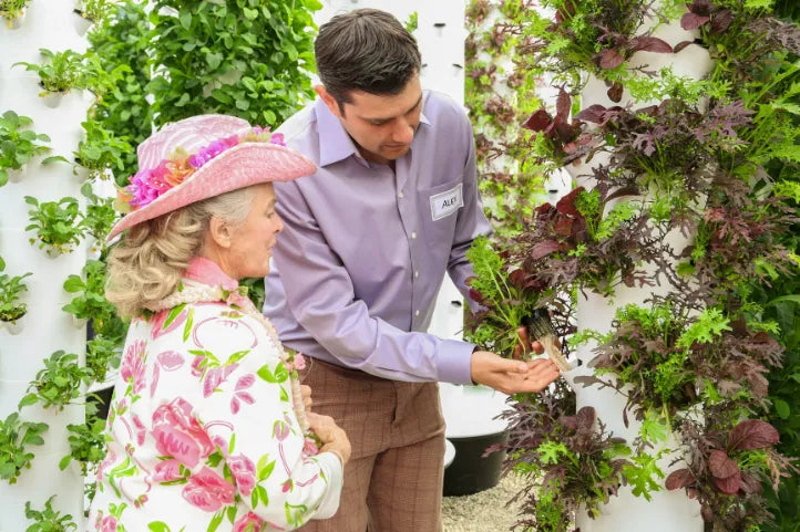 Harvesting fresh produce from a commercial Tower Farm