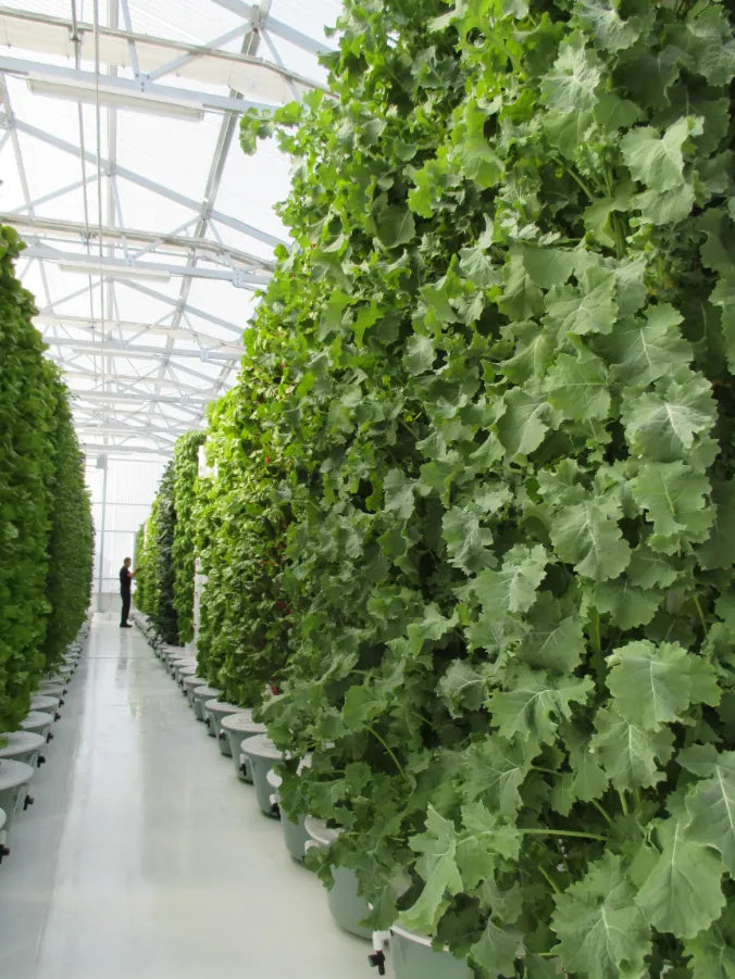 Rows of vertical kale growing in a commercial Tower Farm greenhouse