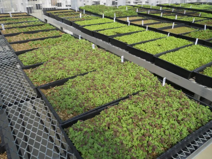 Seedlings growing on propagation tables for a commercial Tower Farm