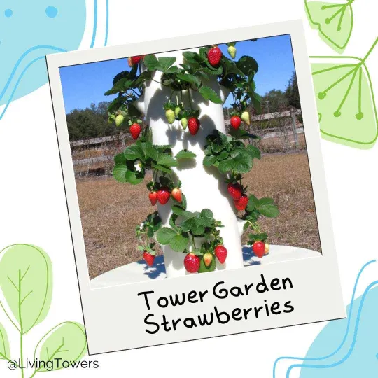 Tower Garden Strawberries