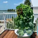 Tower Garden on the Water