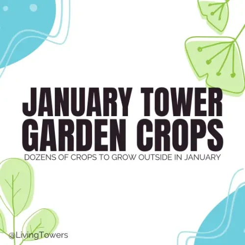 January Tower Garden Crops